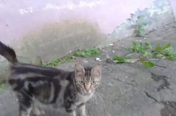 Найдена редкая кошка в районе базы КАФФ, Хабаровск