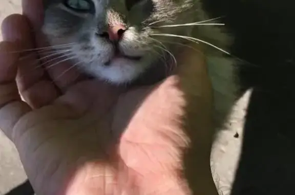Найдена кошка на улице Мичурина в Сходне