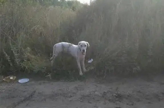 Найдена собака в Костромском районе