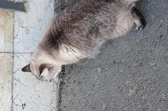 Найдена кошка на ул. Протозанова, 10к1 в Тюмени в 10 утра