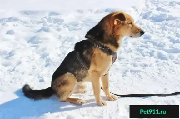 Пропала собака Кай в районе Юных Ленинцев