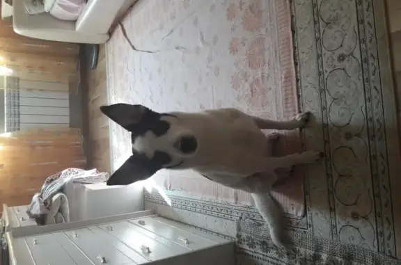 Собака ищет хозяина в Челябинске