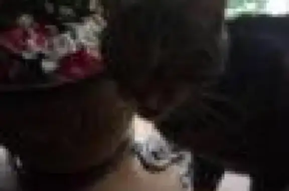 Потерянные животные Владивосток, фото: Пропала кошка Марс, Шошина 17, Владивосток.