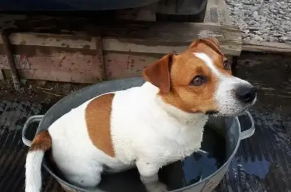 Найдена собака в Березниках