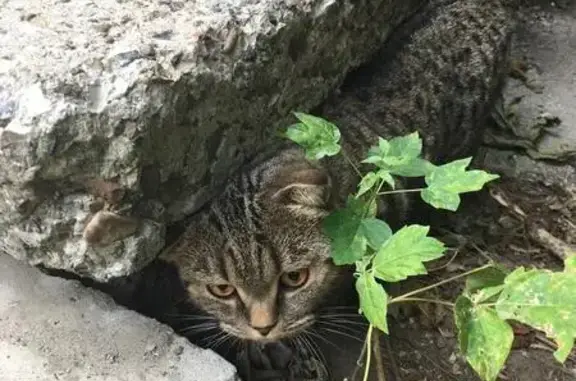 Найдена кошка на ул. Северной