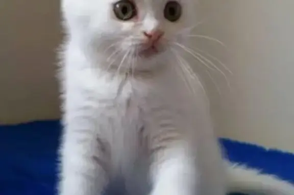 Найден вислоухий белый котенок в Воронеже!