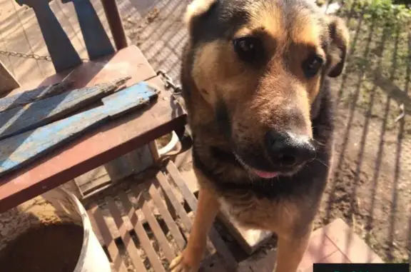 Пропала собака Грэй на ул. Октябрьской в Кимрах