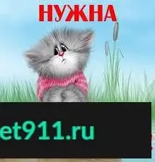 Найдена кошка на Филейке, ищу передержку!