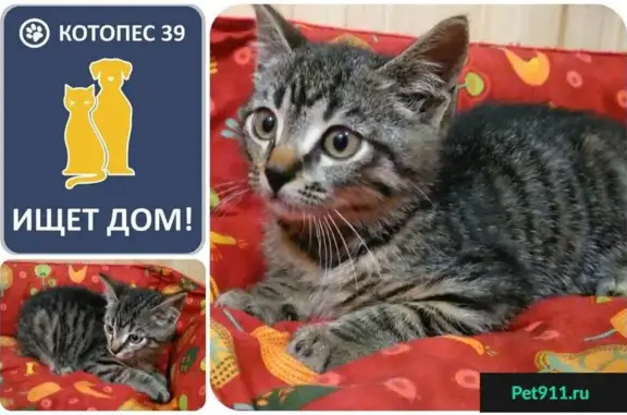 Найдена красивая кошка ищет дом в Калининграде #ИЩЕТ_ДОМ_КОТОПЕС39