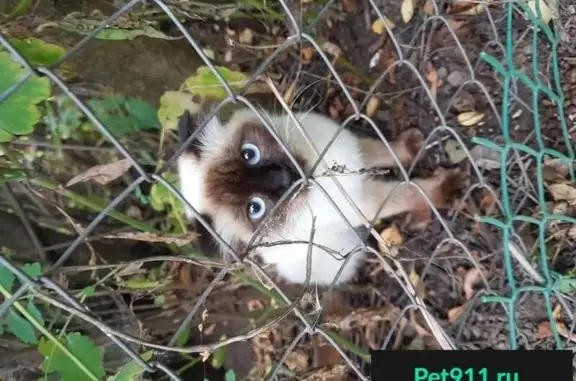 Пропал кот на ул. Донбасская, найден в мкр. Востряково (Домодедово)