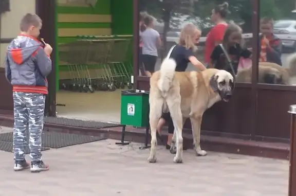 Найдена собака в Новоподрезково, ищем хозяина.
