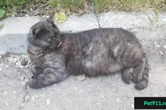 Пропала кошка на проспекте Острякова, г. Севастополь