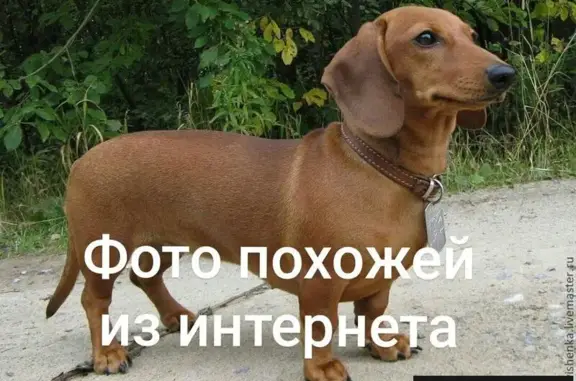 Найдена рыжая собака на Прудских