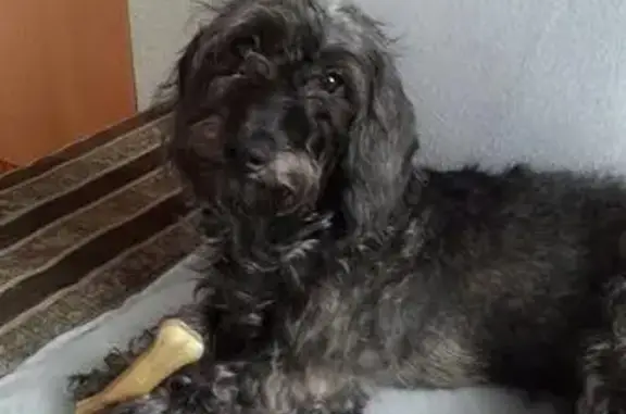 Пропала собака на улице Дуси Ковальчук в Новосибирске