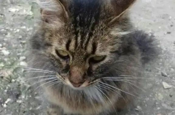 Найдена кошка в Волжском районе, Саратов.
