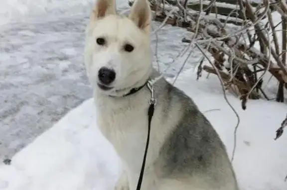 Пропала собака возле Сбербанка в Тольятти