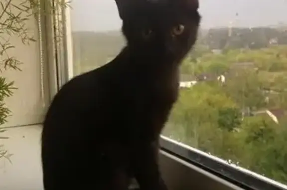 Найден котенок ищет дом в Дмитрове