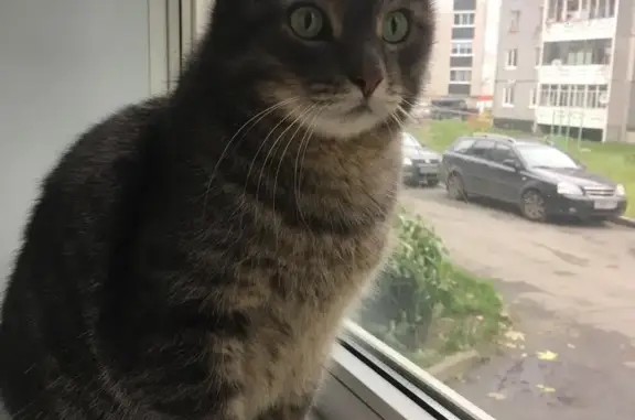 Кошки потеряшки, Кончезерское, фото: Потеряшка котик Филя в Лучевом-1, Карелия.