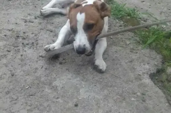 Собака пропала на Войкова, Сочи.