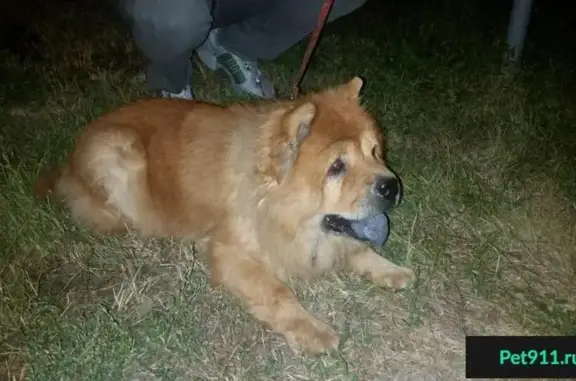 Собака найдена в Салавате, ищет хозяина