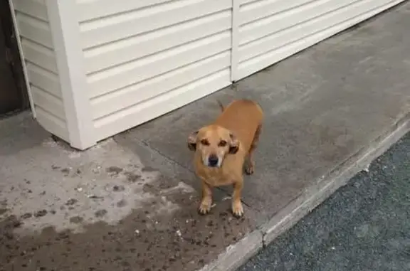 Найдена собака возле ул. Карла Либнехта 240
