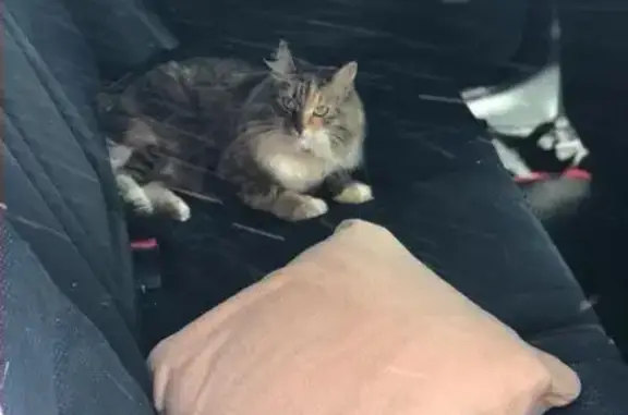 Кошки потеряшки, Каменный ручей Снт, фото: Потеряшка кошка в СНТ Каменный Ручей/Заречье, вознаграждение гарантировано