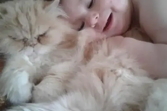 Кошки потеряшки, Тольятти, фото: Потеряшка кот Жора на Пальмиро, Тольятти