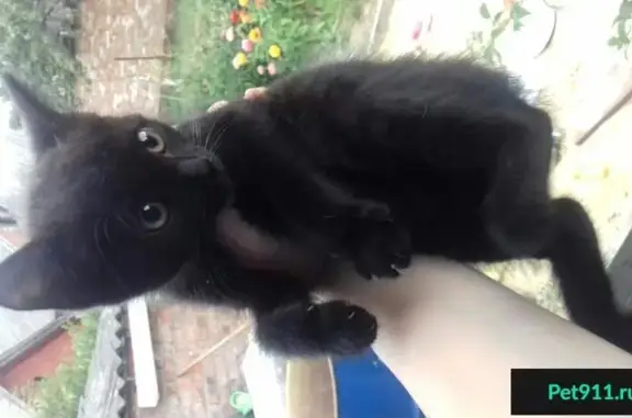 Найден маленький чёрный котёнок в Туле, нужен дом!