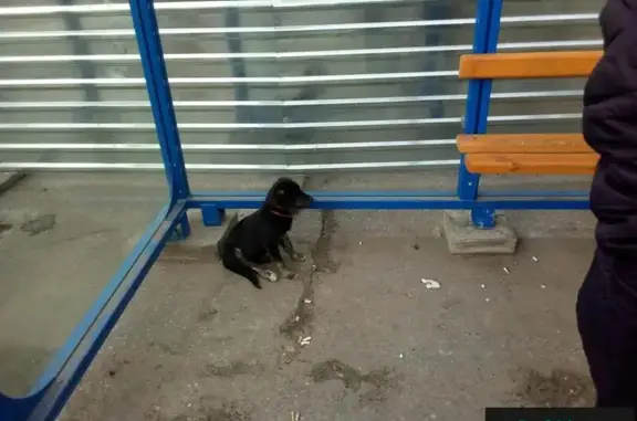Собака найдена в Мурманске