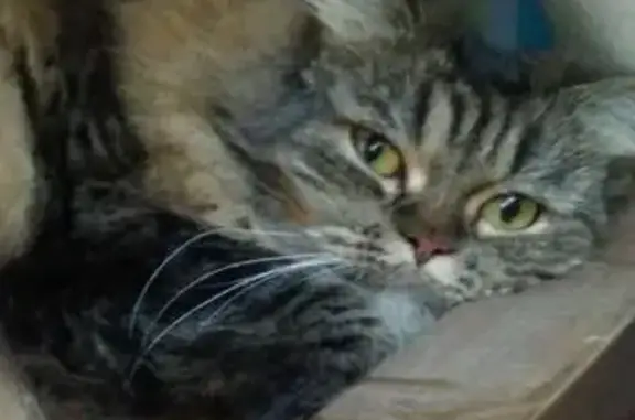 Пропала кошка Фима в Дунино, Московская область
