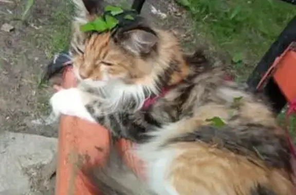 Пропала кошка на Волочаевской 28, вознаграждение