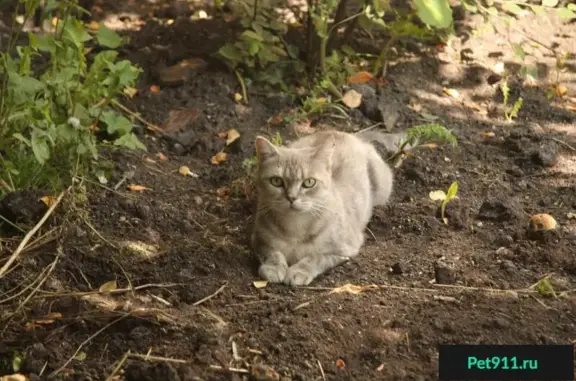 Пропала кошка, нужна помощь! Челябинск.