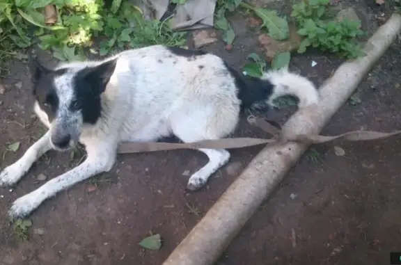 Найдена собака в Красном Селе без поводка
