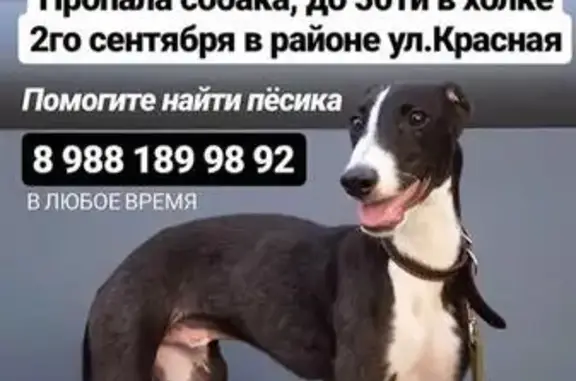 Пропал щенок Логан в Краснодаре, ищут в районе 31 школы и «Олимпа»