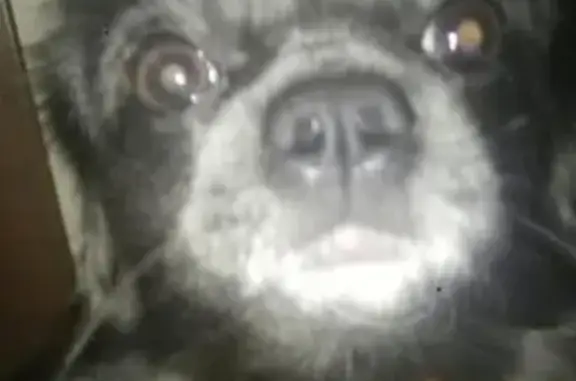 Собаки потеряшки, Чернышиха, фото: Потеряшка собака в Чернышихе, Нижегородская область