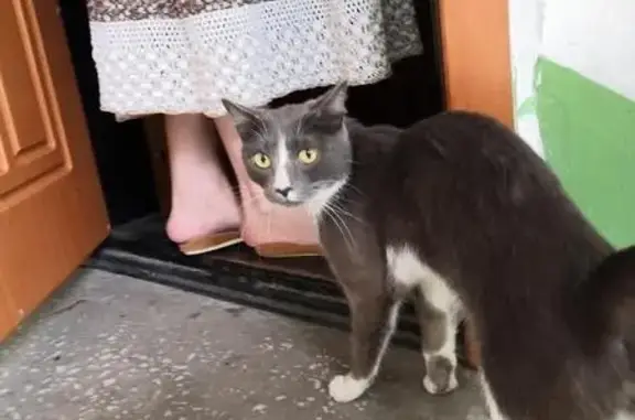 Найден кот на улице Интернационалистов в Томске