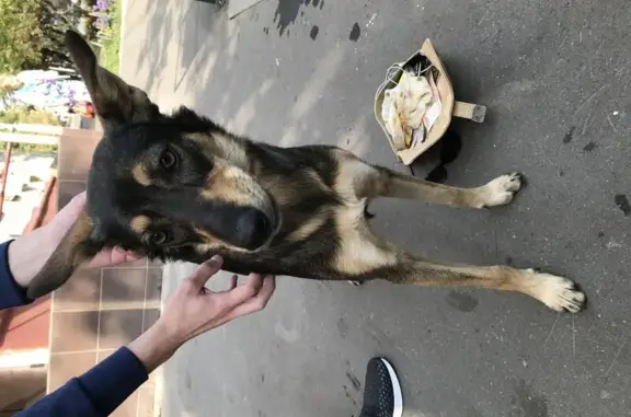 Найдена домашняя собака у метро 