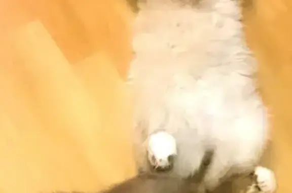 Кошки потеряшки, Молодиково, фото: Потеряшка кошка в деревне Молодиково, Московская область