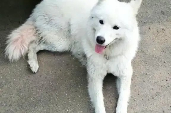 Найдена собака в Ивантеевке, без клейма и чипа