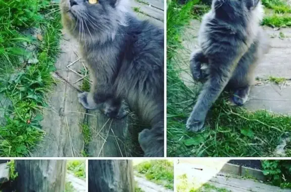 Найден кот на даче 15 км от Иркутска