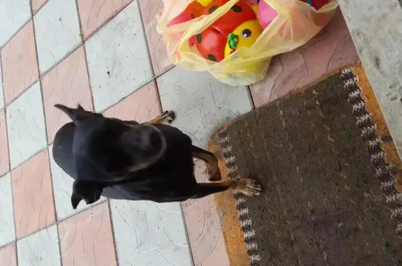 Найденные животные Воронинское, фото: Найдена собака в Зеленой долине, Томская область