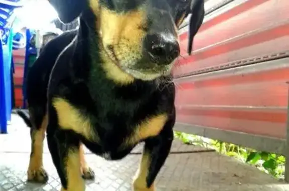 Пропала собака Федечка в деревне Снецкая Лука