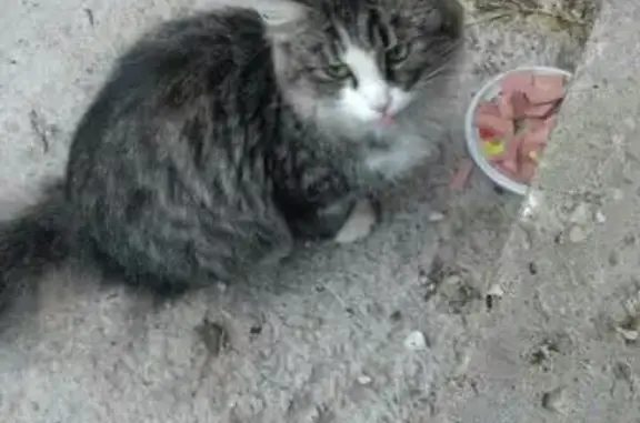 Найдена кошка на Муромской 26, ищем хозяев