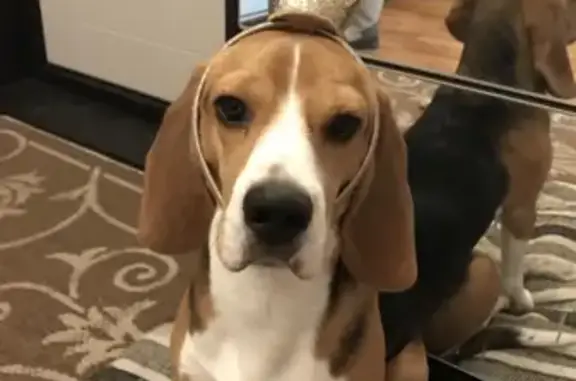 Собаки потеряшки, Пчёвжинское, фото: Потеряшка собака в деревне Порог, Ленобласть