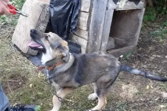 Пропала собака Найда в Лениногорске, Республика Татарстан