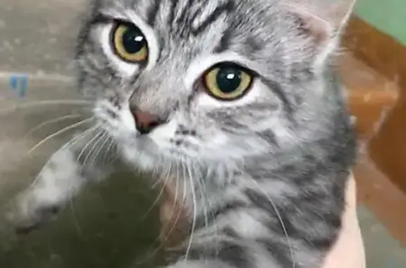 Найдена кошка на Крисанова, 67