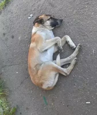 Найдена собака в Смоленске, ищем передержку или дом!