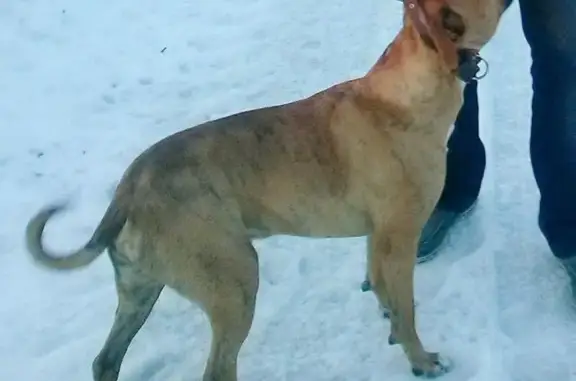 Собаки потеряшки, Иваново, фото: Потеряшка собака на Минской улице, Иваново.