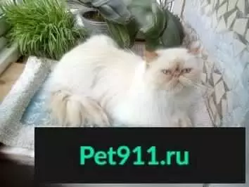 Пропала кошка на Открытом шоссе, Москва