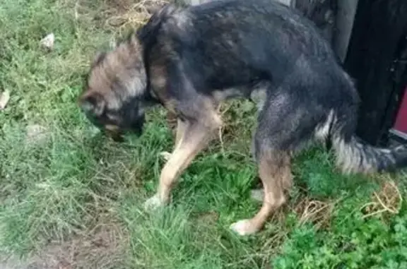Найден пёс на дачах, район Черемушки